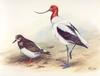 Ruddy Turnstone (Arenaria interpres)  & Red-necked Avocet (Recurvirostra novaehollandiae)