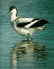 Pied Avocet (Recurvirostra avosetta)