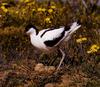 Pied Avocet (Recurvirostra avosetta)