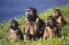 Baboons