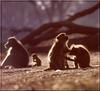 Baboon family