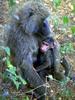 Baboon mother and infant