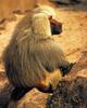 Hamadryas Baboon (Papio hamadryas)