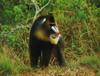 Mandrill (Mandrillus sphinx)