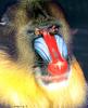 Mandrill (Mandrillus sphinx)