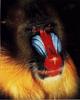 Mandrill (Mandrillus sphinx)