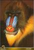 Mandrill (Mandrillus sphinx)