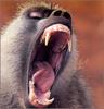 Anubis Baboon, Olive Baboon (Papio anubis)