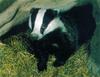 Eurasian Badger (Meles meles)