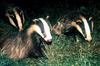 Eurasian Badgers (Meles meles)