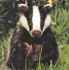 Eurasian Badger (Meles meles)