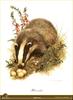 Eurasian Badger (Meles meles)