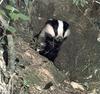 Eurasian Badger (Meles meles)