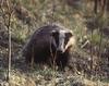 Eurasian Badger (Meles meles)