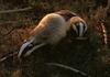 Eurasian Badger pair (Meles meles)