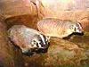 American Badger pair (Taxidea taxus)