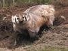 American Badger (Taxidea taxus)