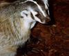 American Badger (Taxidea taxus)