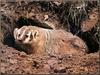 American Badger (Taxidea taxus)