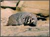 American Badger (Taxidea taxus)