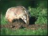 American Badger (Taxidea taxus)