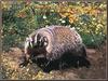 American Badger (Taxidea taxus)