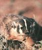 American Badger (Taxidea taxus)