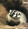 American Badger (Taxidea taxus)