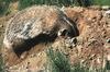 American Badger (Taxidea taxus)