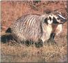 American Badger (Taxidea taxus)