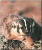 American Badger (Taxidea taxus)