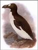 [Animal Art] Great Auk (Pinguinus impennis)