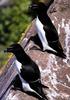 Razorbill pair (Alca torda)