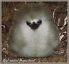 Red-tailed Tropicbird chick (Phaethon rubricauda)