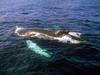 Humpback Whale family (Megaptera novaeangliae)