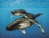 [Animal Art] Humpback Whale mother and calf (Megaptera novaeangliae)