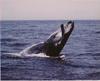 Humpback Whale (Megaptera novaeangliae)