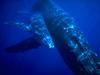 Humpback Whale mother and calf (Megaptera novaeangliae)