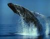 Humpback Whale (Megaptera novaeangliae)