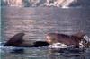 Pilot Whale pair (Globicephala sp.)