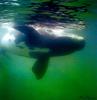 Southern Right Whale (Eubalaena australis)