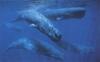 Sperm Whale herd (Physeter catodon)