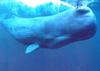 Sperm Whale (Physeter catodon)