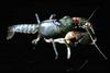 Texas Prairie Crayfish (Fallicambarus devastator)