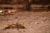 Black-backed Jackal (Canis mesomelas)