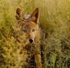 Black-backed Jackal (Canis mesomelas)