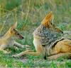 Black-backed Jackals (Canis mesomelas)