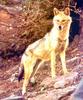 Golden Jackal (Canis aureus)