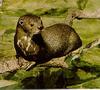 giant river otter (Pteronura brasiliensis)