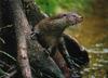 European Otter / Eurasian Otter (Lutra lutra) [유라시아수달(수달)]